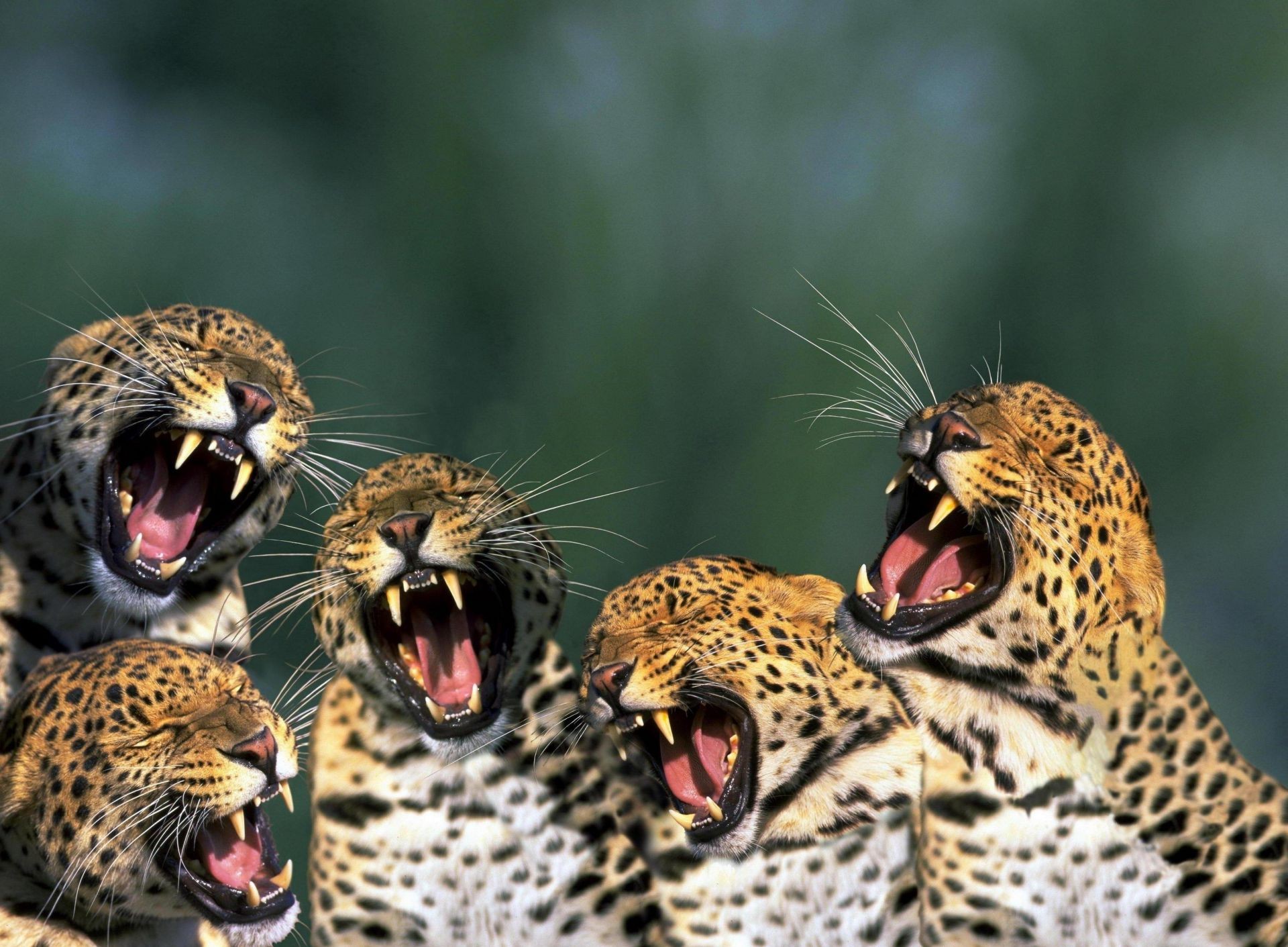 animals wildlife cat leopard nature wild animal zoo predator hunter portrait endangered species cheetah