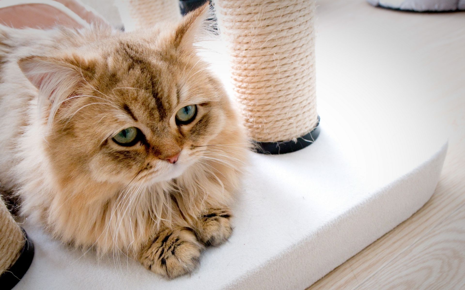 cats cute cat portrait fur mammal kitten animal eye young pet looking domestic little sit funny downy