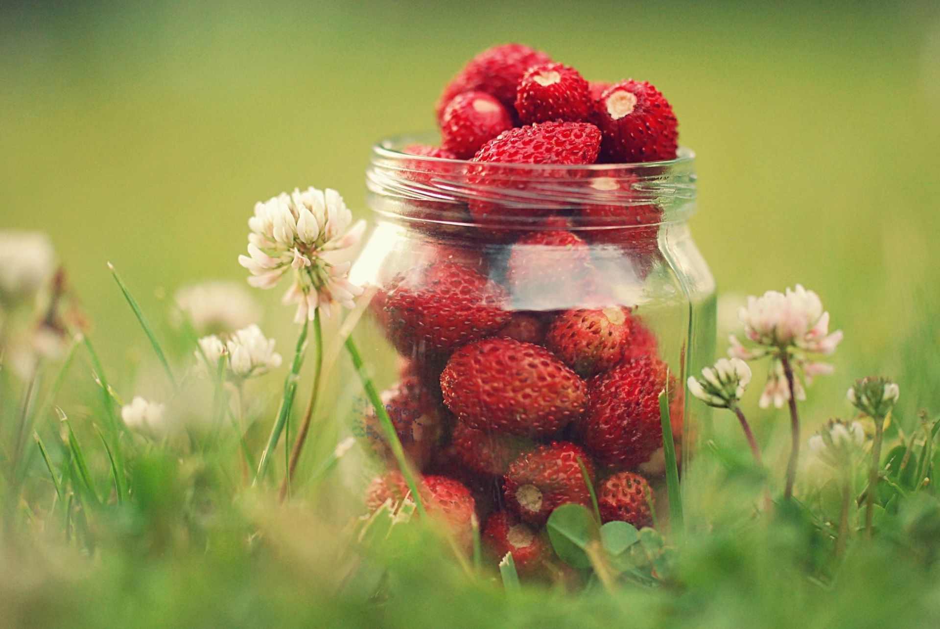 berries fruit summer nature food strawberry berry leaf garden pasture healthy close-up
