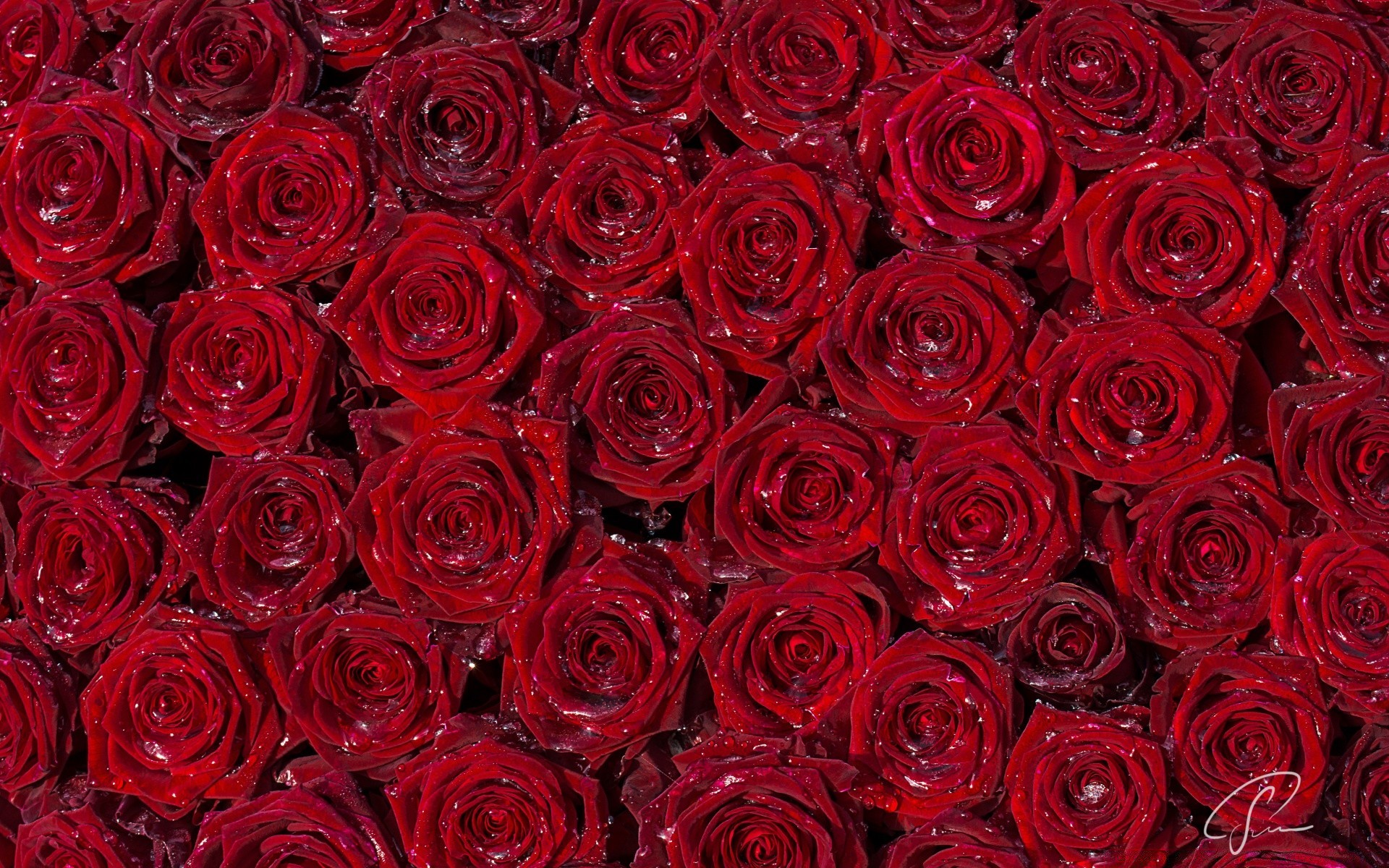 hearts rose floral petal bouquet flower romance love romantic cluster wedding blooming anniversary gift marriage botanical flora bud elegant florist dew