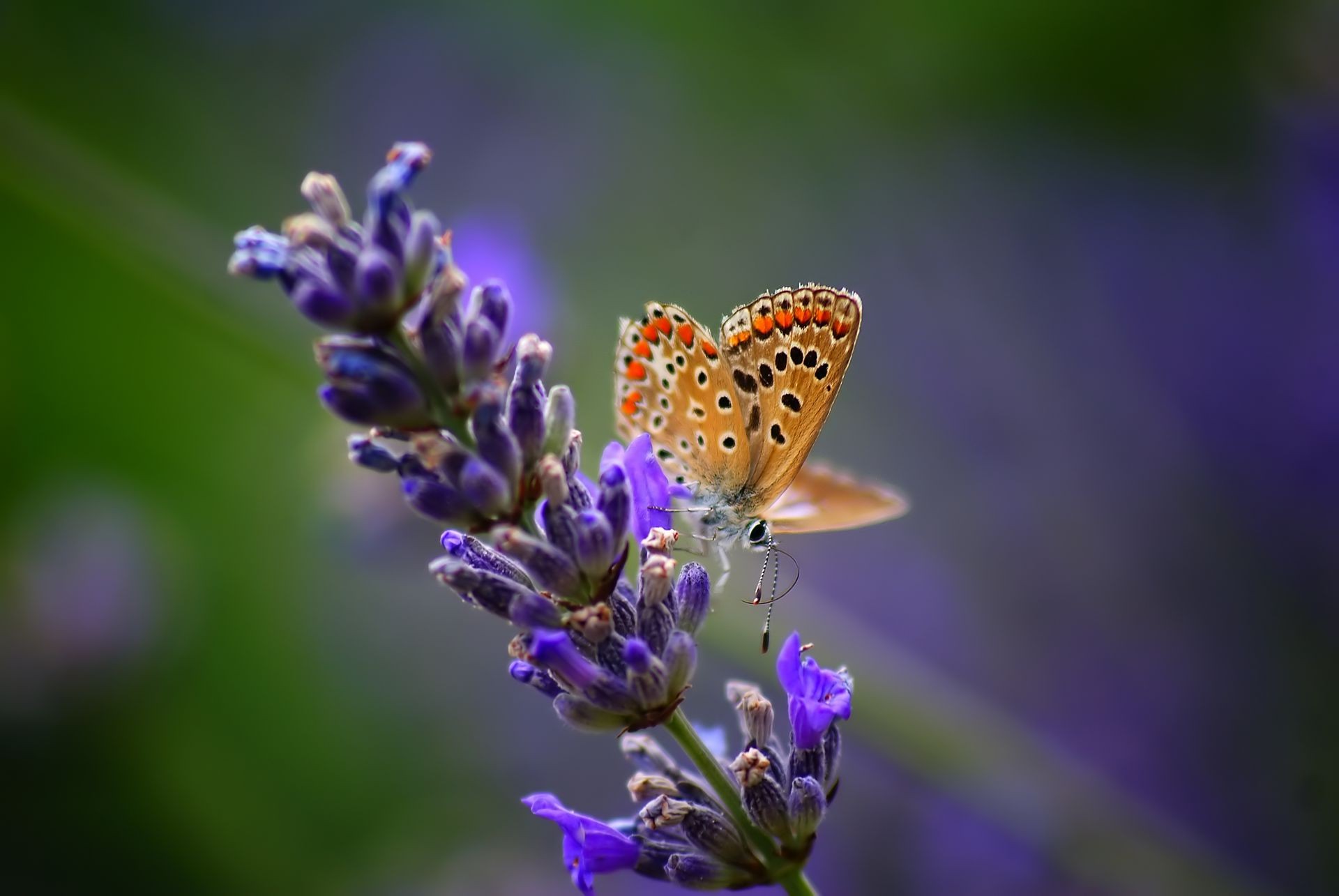 insects butterfly nature flower insect summer flora outdoors leaf garden lavender