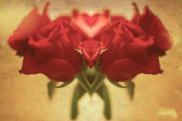 Flowers. Roses. Love. Red