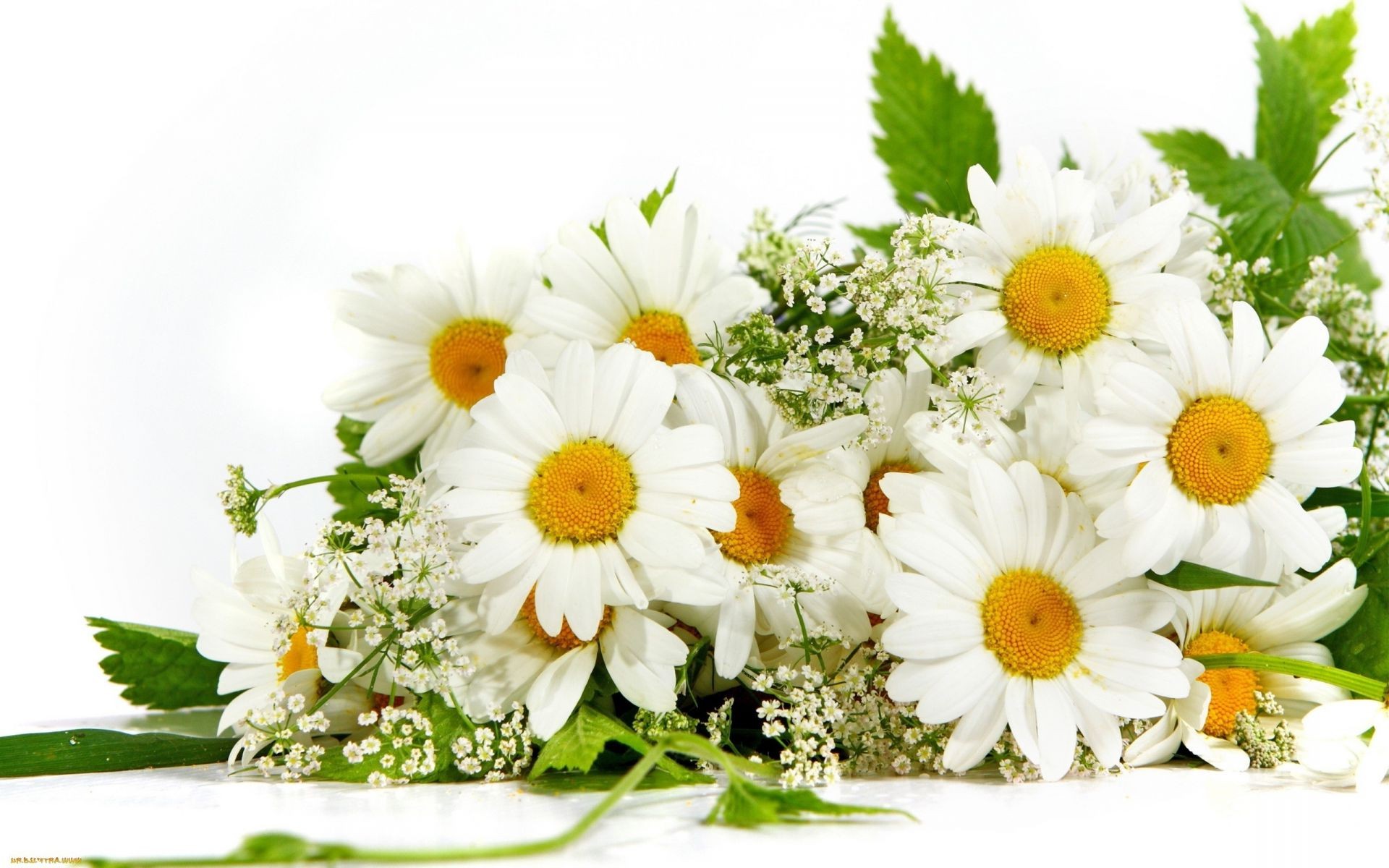 chamomile nature flower bouquet flora summer floral leaf petal blooming bright garden color decoration beautiful isolated cluster love desktop