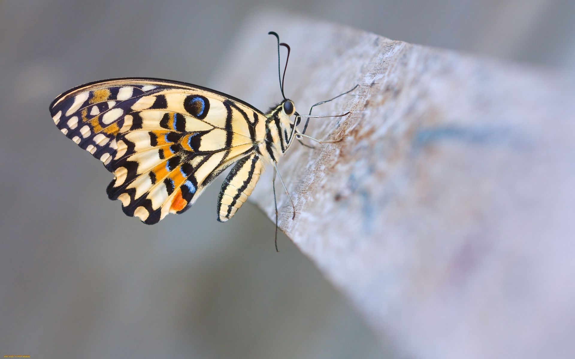 animals butterfly insect nature wildlife invertebrate animal outdoors moth wing biology antenna fly lepidoptera delicate summer color entomology monarch blur