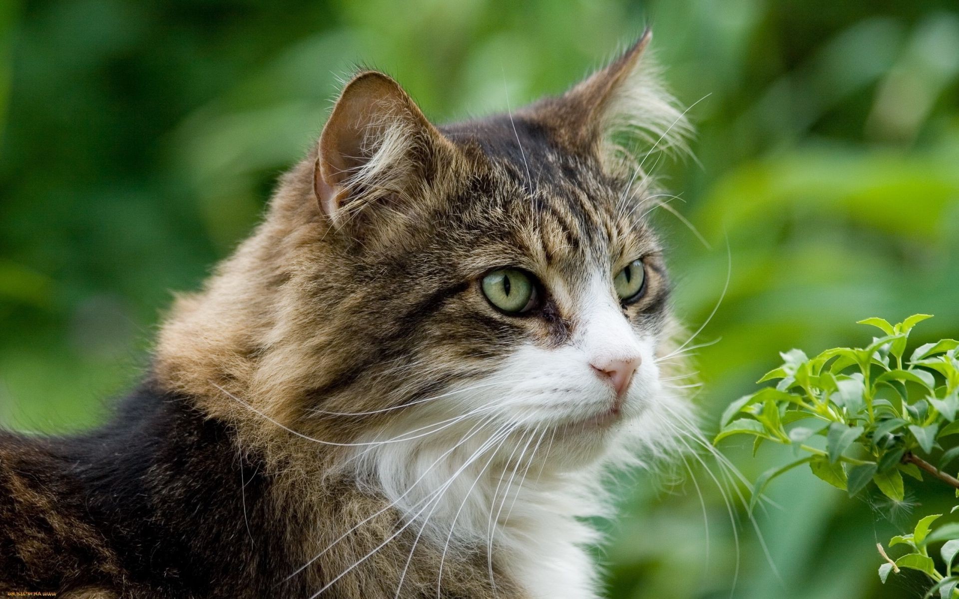 cats cute eye nature cat fur animal whisker young portrait little mammal hair looking kitten pet