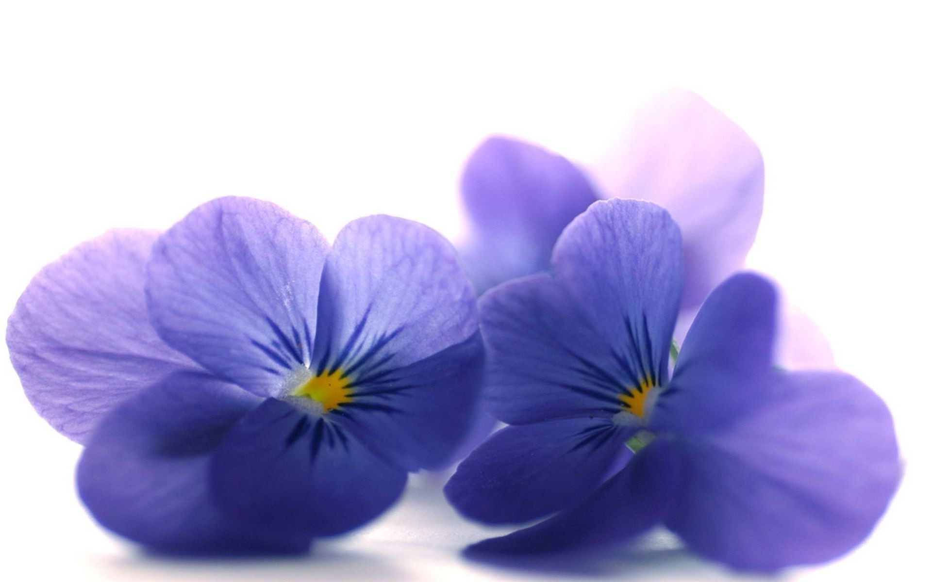 flowers flower nature petal flora blooming floral bright color delicate violet leaf