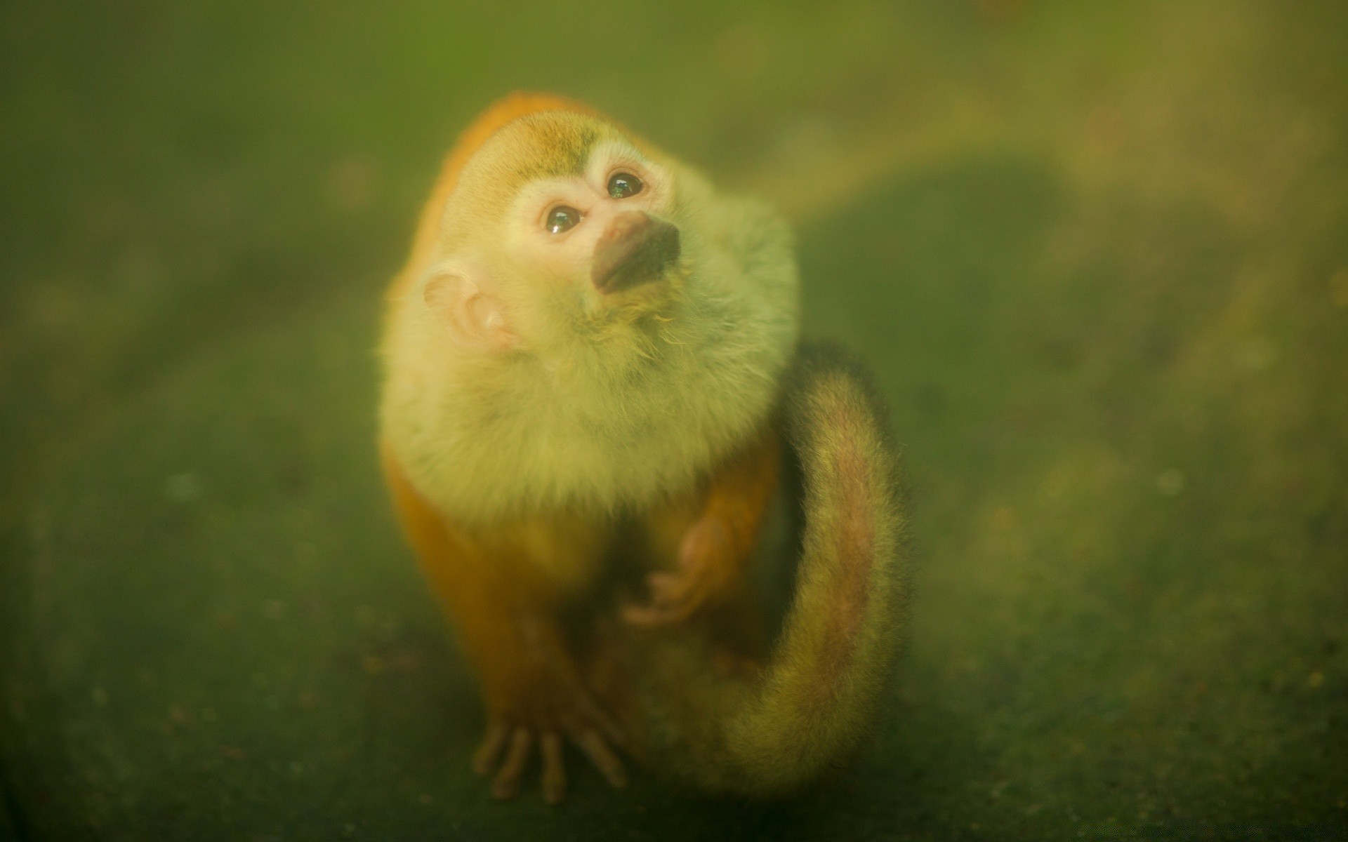 vintage wildlife mammal one nature animal zoo little side view monkey outdoors