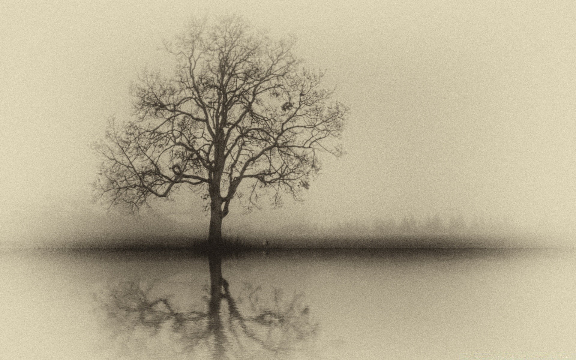vintage fog tree landscape mist wood alone nature oak branch weather dawn silhouette winter solitude