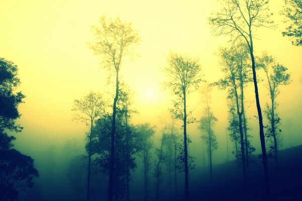 Dawn and fog over the trees