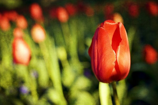 Beautiful red tulips