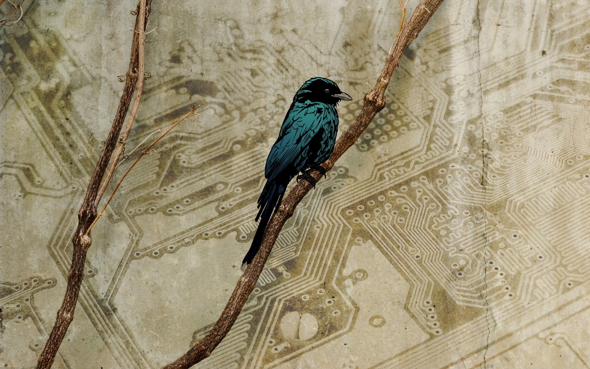 vintage bird nature wood desktop outdoors tree one wildlife
