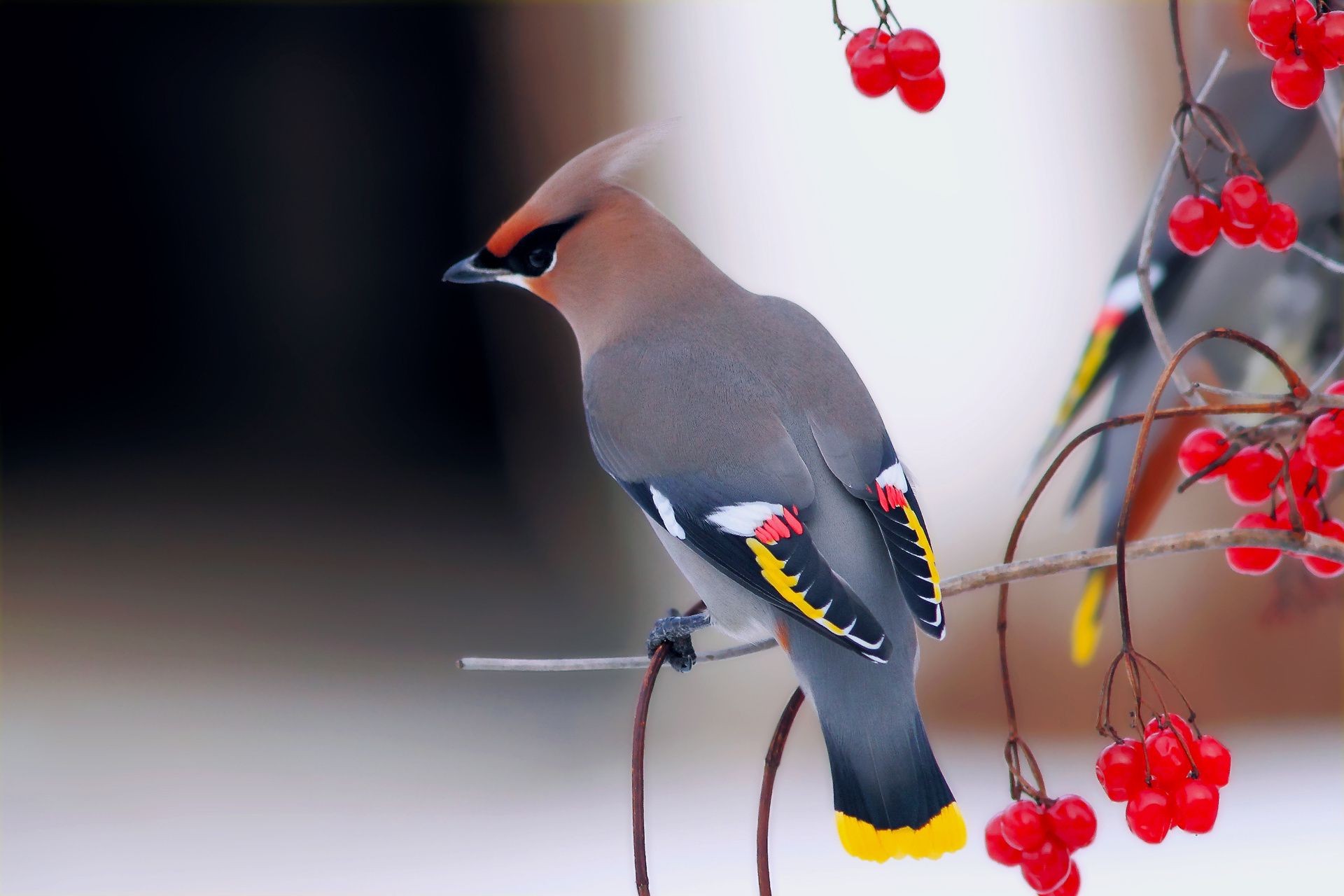 animals bird nature wildlife winter berry one