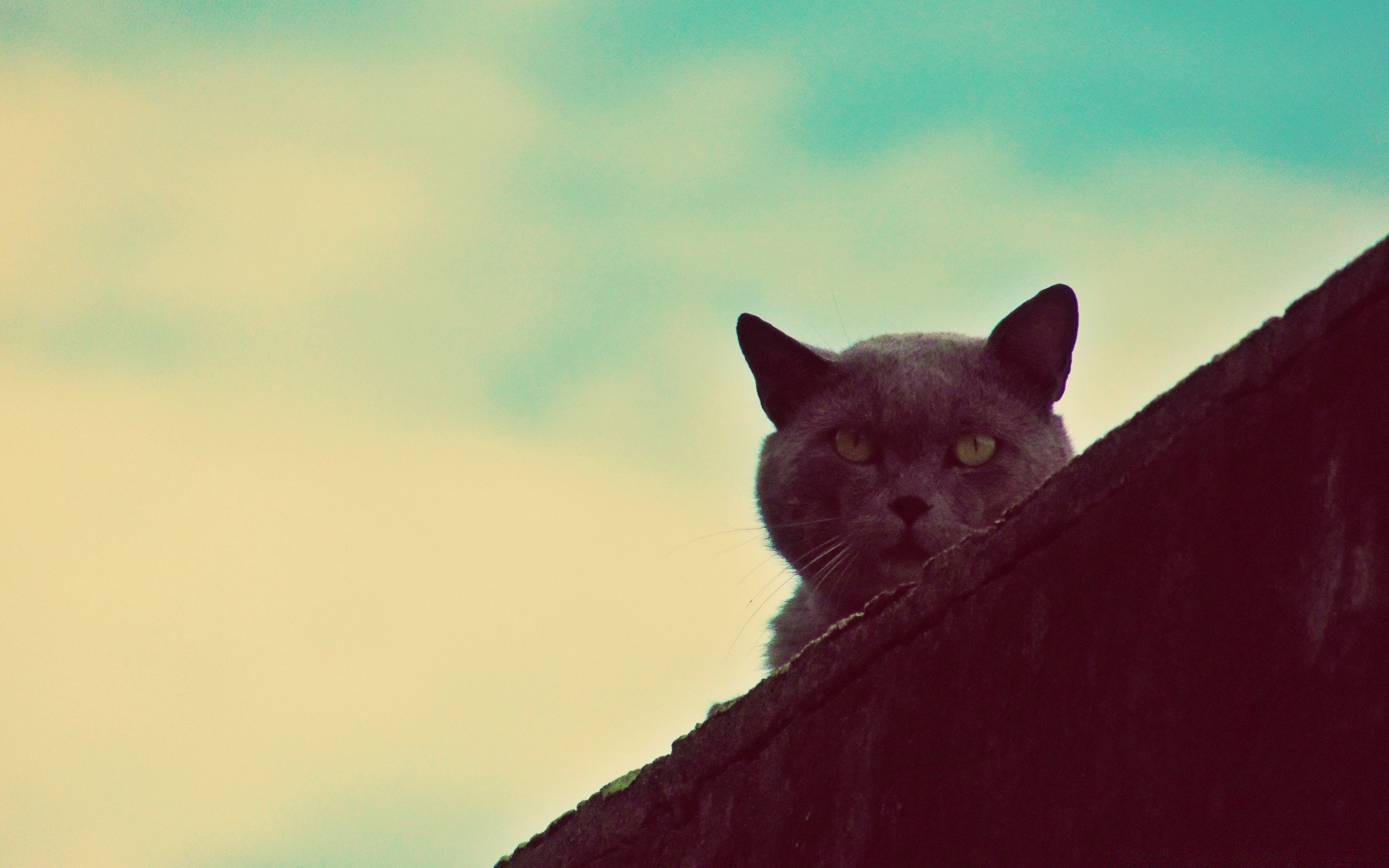 vintage mammal cat animal one portrait pet nature outdoors eye wildlife