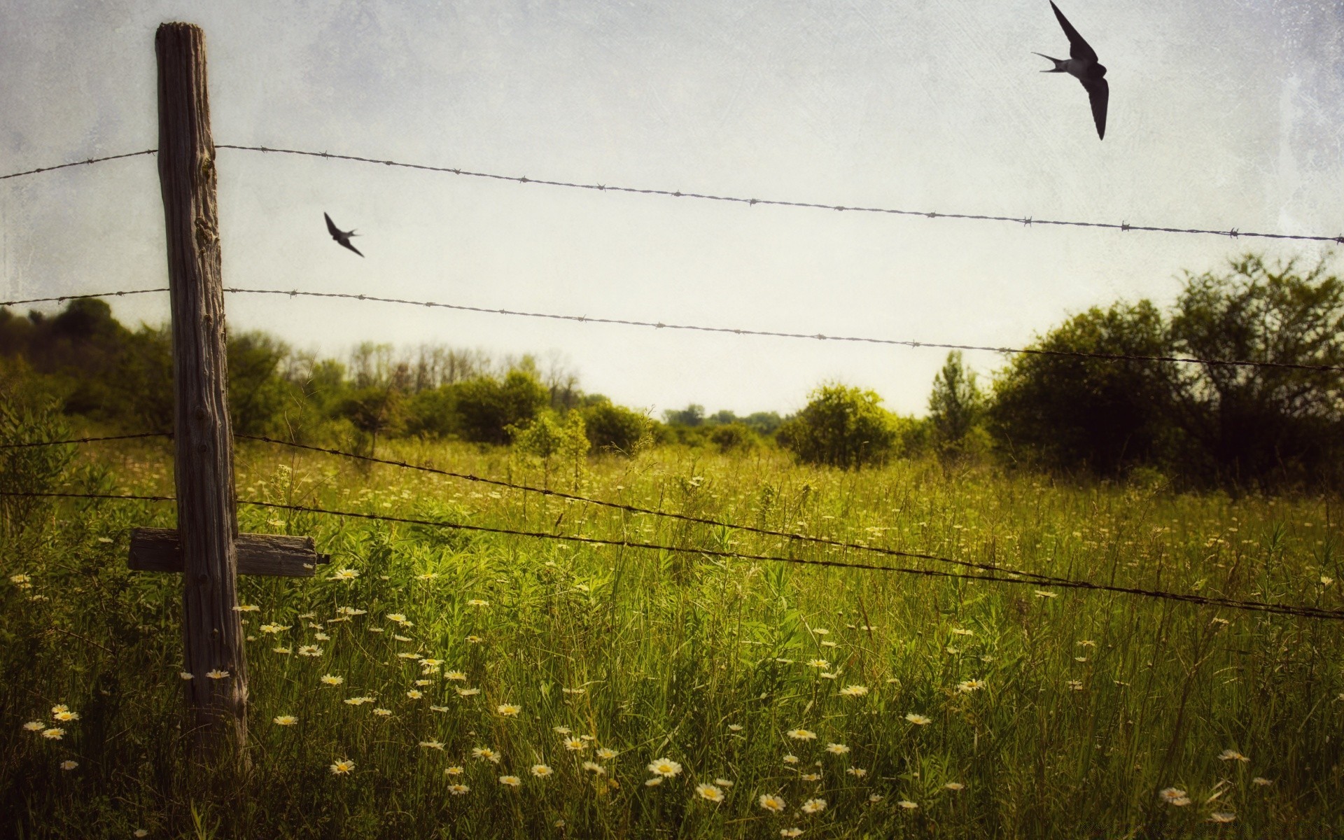 vintage outdoors wire fence bird nature landscape daylight barbed wire cropland sky freedom grass wildlife environment tree military one agriculture