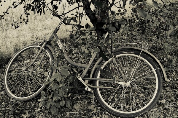 Bicycle under the cherry tree