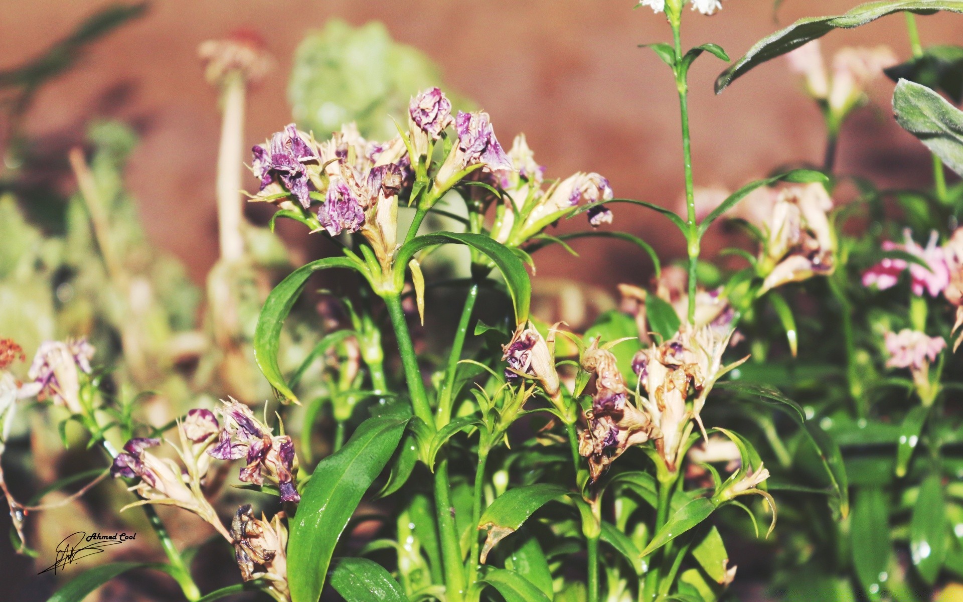 vintage flora flower nature leaf garden floral summer blooming color season close-up field growth petal bright cluster herbal herb