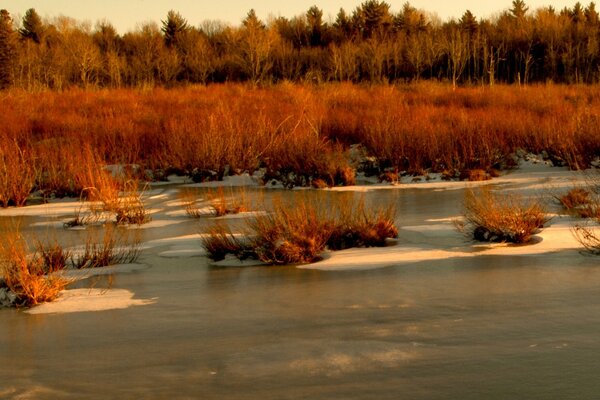Autumn landscape of the forest. The first snow in the swamp