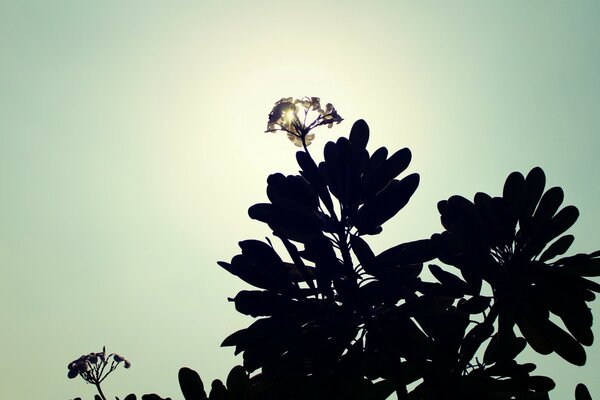 A wild flower photographed against the light