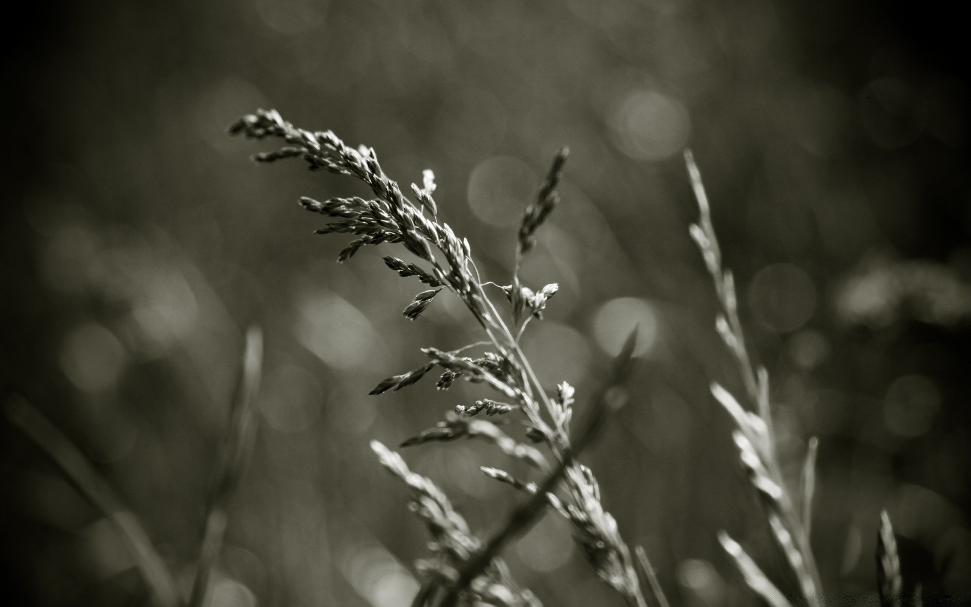 vintage monochrome nature leaf dof flora dawn growth flower sun blur outdoors grass winter fall summer