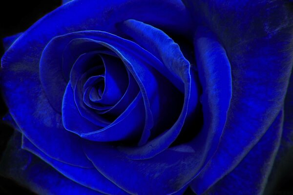 Blue Romantic Rose for a gift