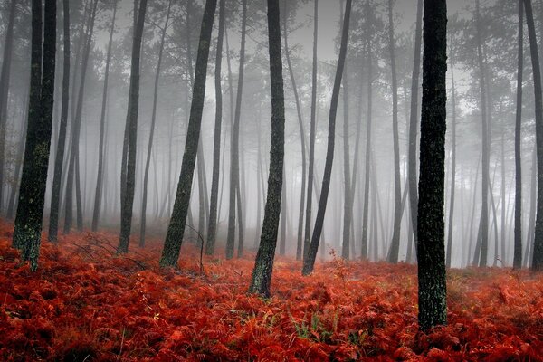 Black trees in a misty forest with orange leaves