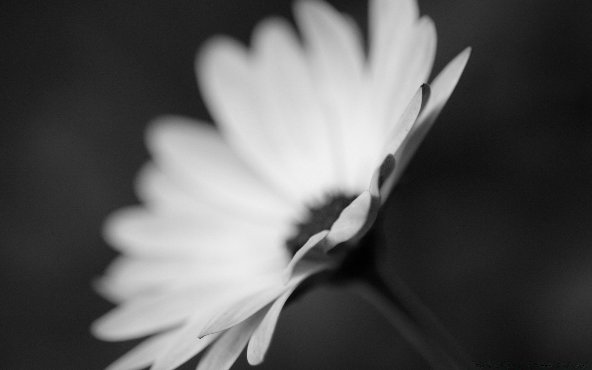 black monochrome flower nature leaf blur bright contrast summer dof art flora
