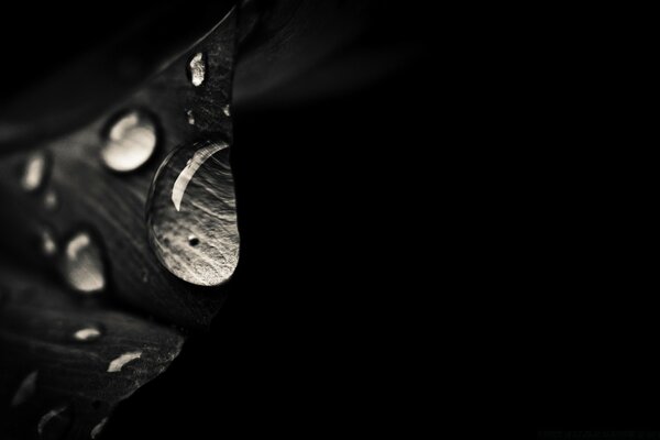 Water drops on a flower for wallpaper