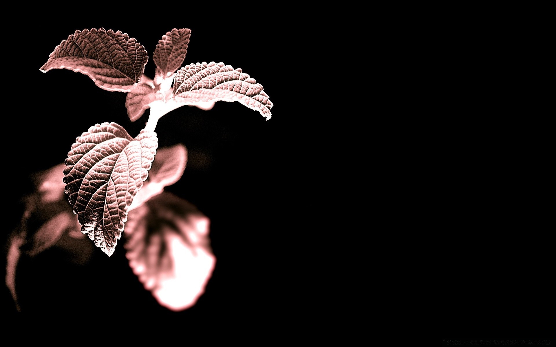 black nature leaf flower flora desktop light dark color monochrome