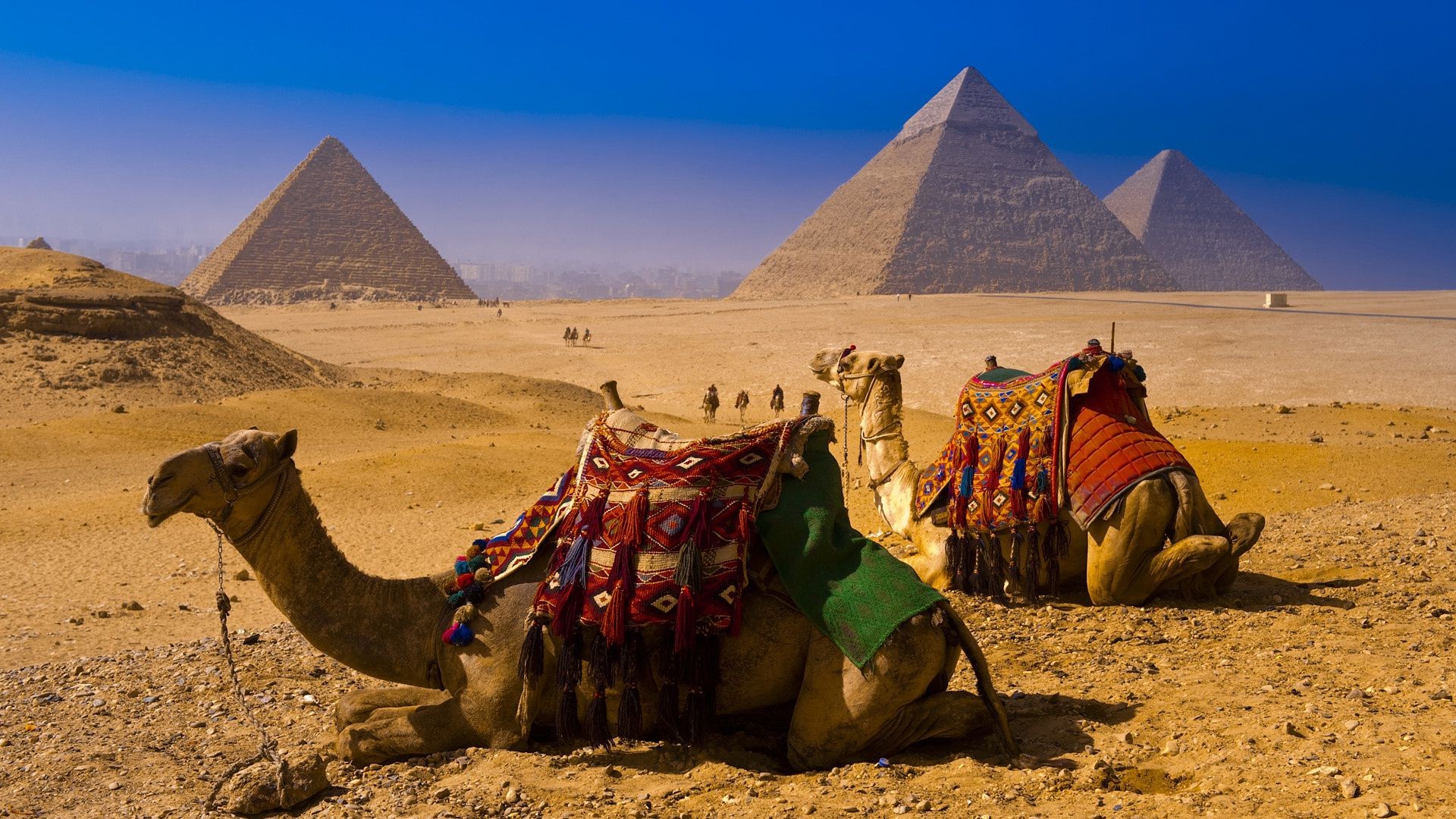famous places camel pyramid desert bedouin sphinx travel pharaoh mammal arabian camel two grave one nomad sand sitting daylight dry train tourism