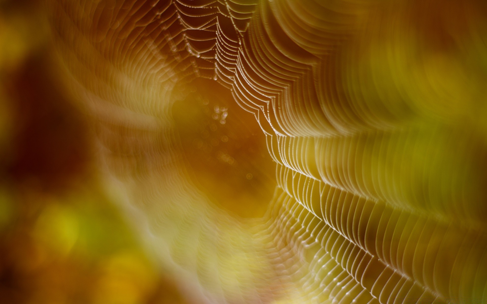 bokeh light abstract texture blur spider color desktop nature pattern invertebrate art design bright web water