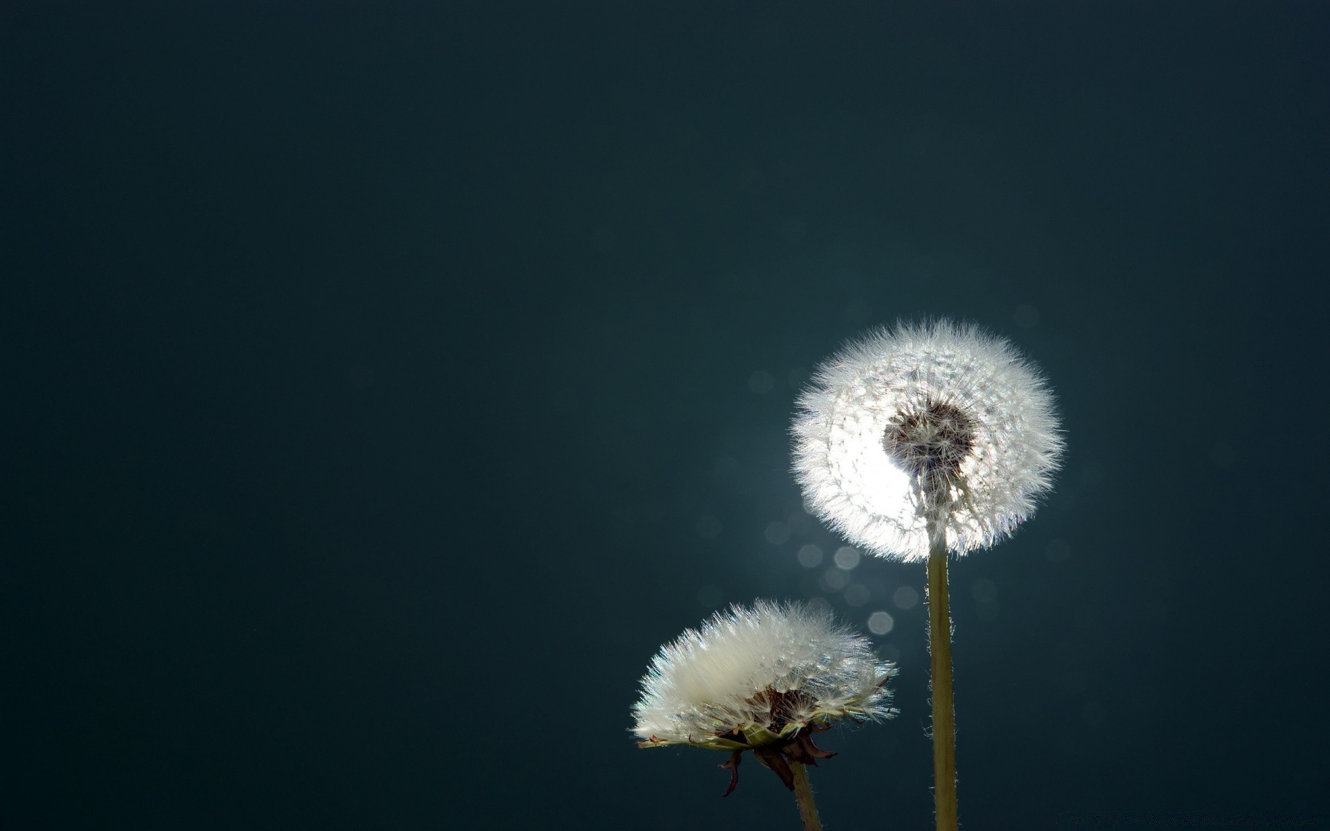 bokeh dandelion nature flower downy delicate outdoors sky bright growth summer flora