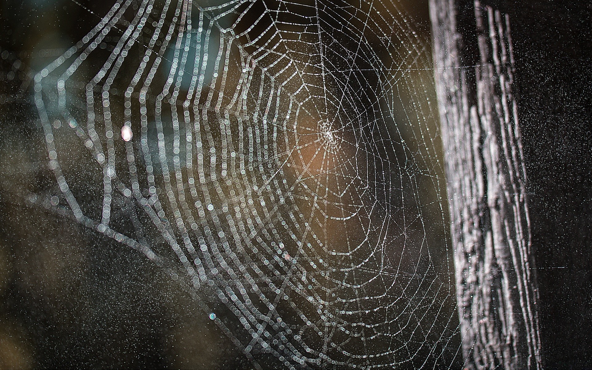 bokeh spider spiderweb cobweb arachnid trap web dew insect nature scary halloween dark danger fear creepy pattern skittish invertebrate
