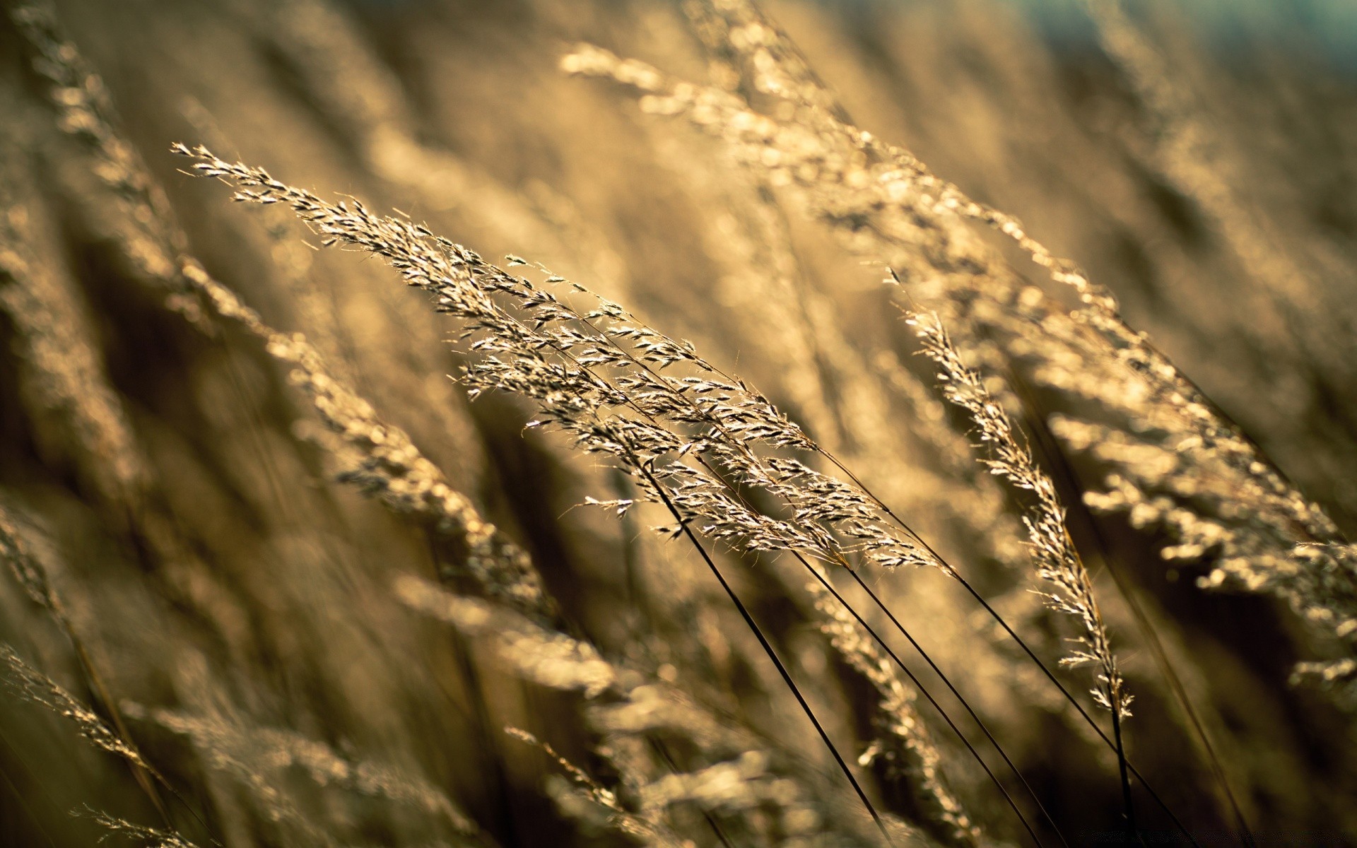 bokeh nature sun sunset sky cereal field monochrome wheat gold landscape dawn fair weather farm straw beach rural summer outdoors corn