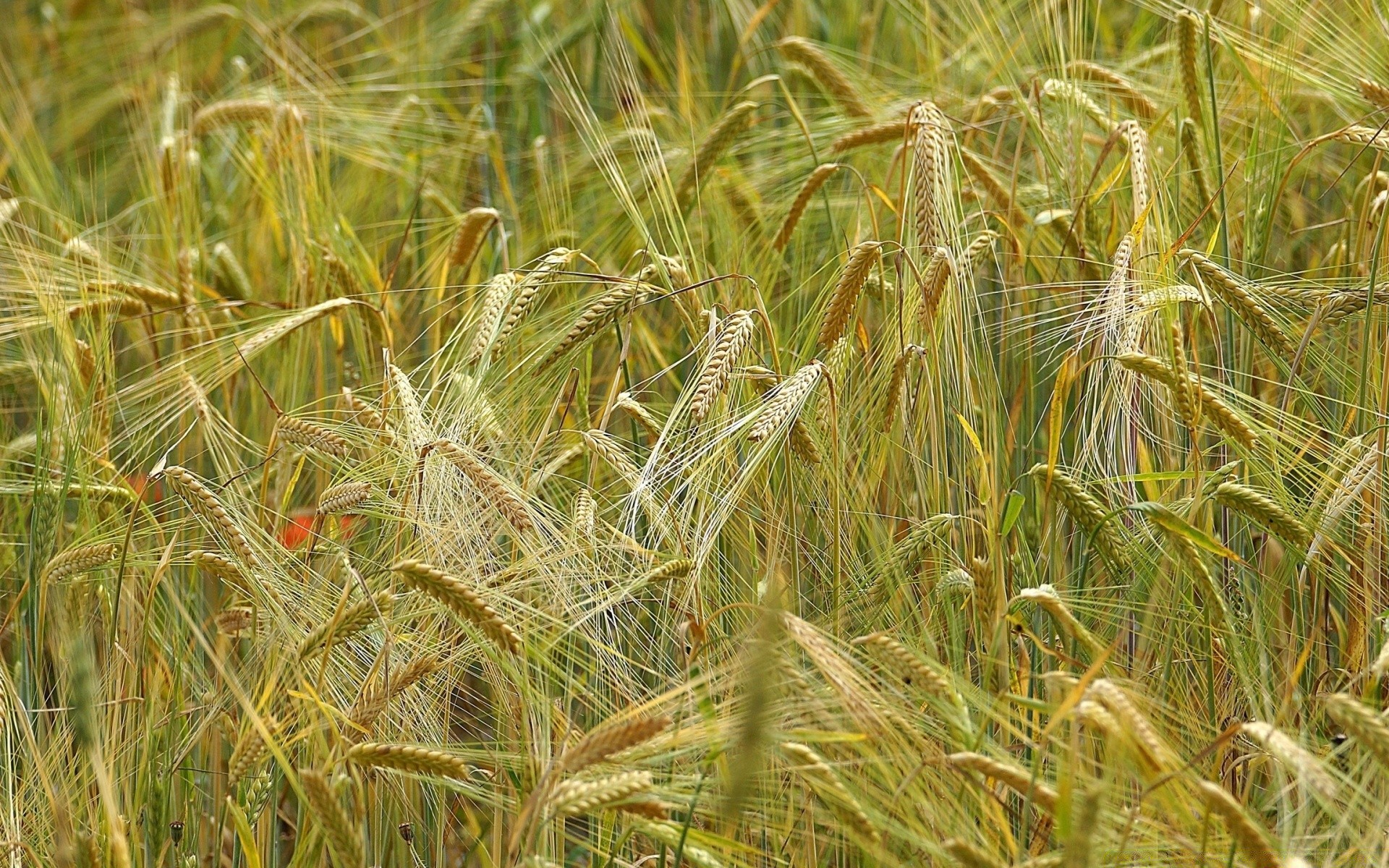 bokeh cereal rural wheat pasture straw field crop seed bread farm gold agriculture corn growth countryside country summer grass nature