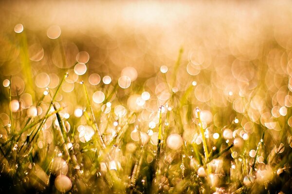 Blurred highlights of light on the morning dew