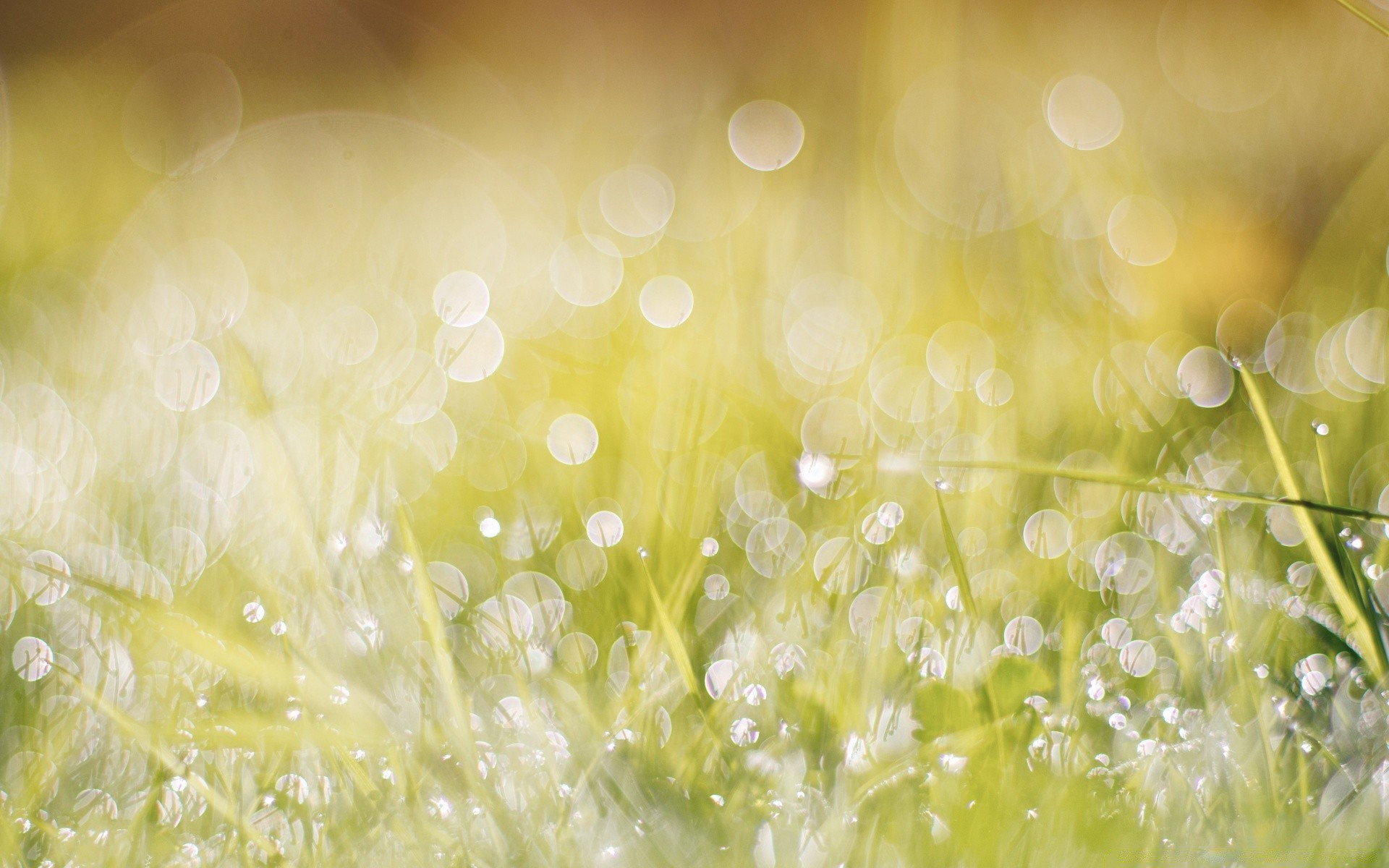 bokeh dew rain drop desktop light wet shining water bright abstract color nature blur freshness close-up texture bubble droplet liquid