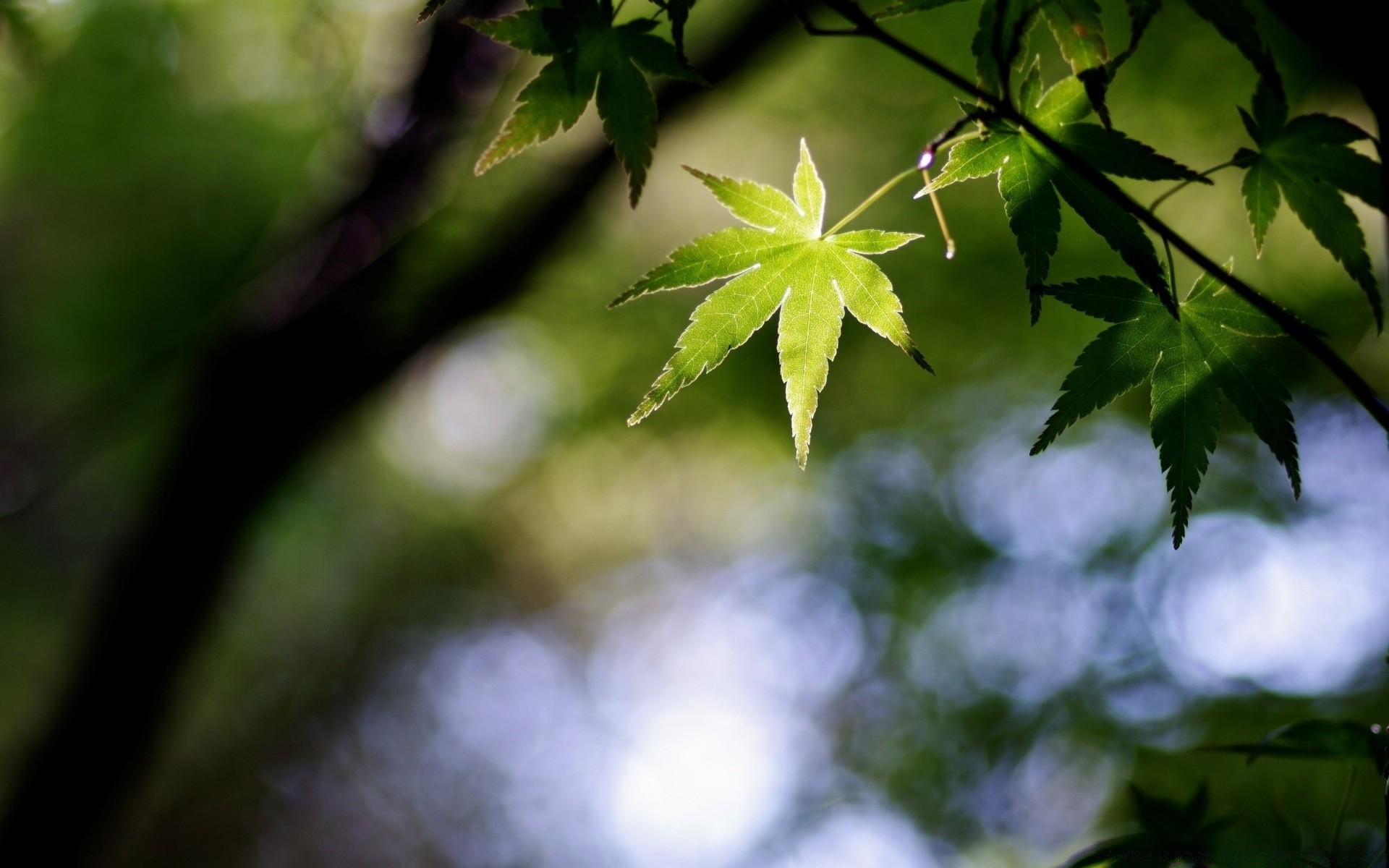 bokeh leaf blur nature growth flora lush outdoors tree environment wood summer garden light color bright sun fair weather