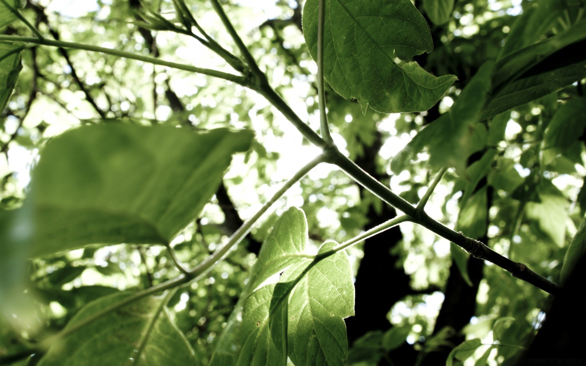bokeh leaf flora nature growth garden food freshness close-up branch summer tree agriculture outdoors environment husk vegetable lush color