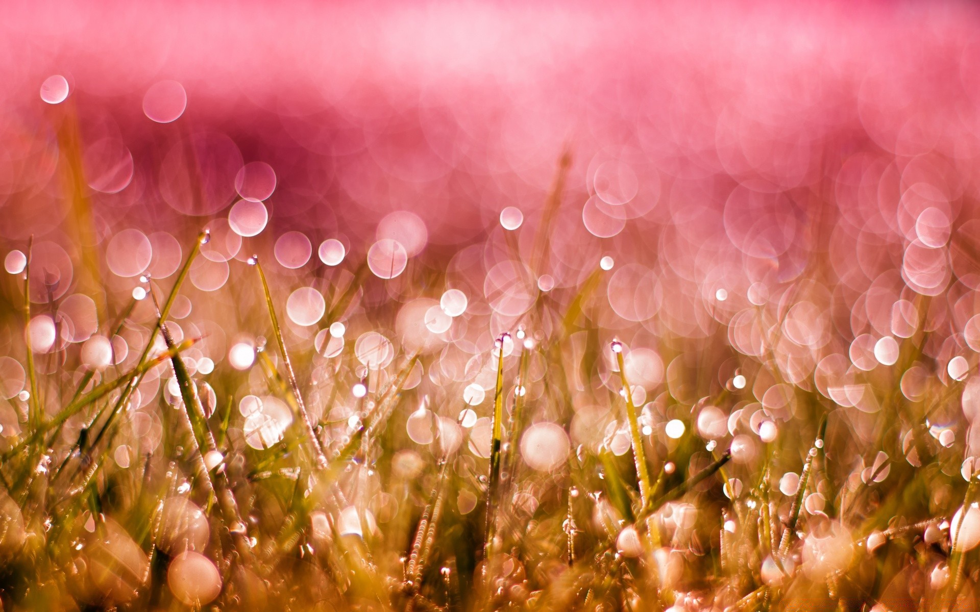 bokeh nature color desktop summer bright flower beautiful grass season flora garden sun field texture abstract park light