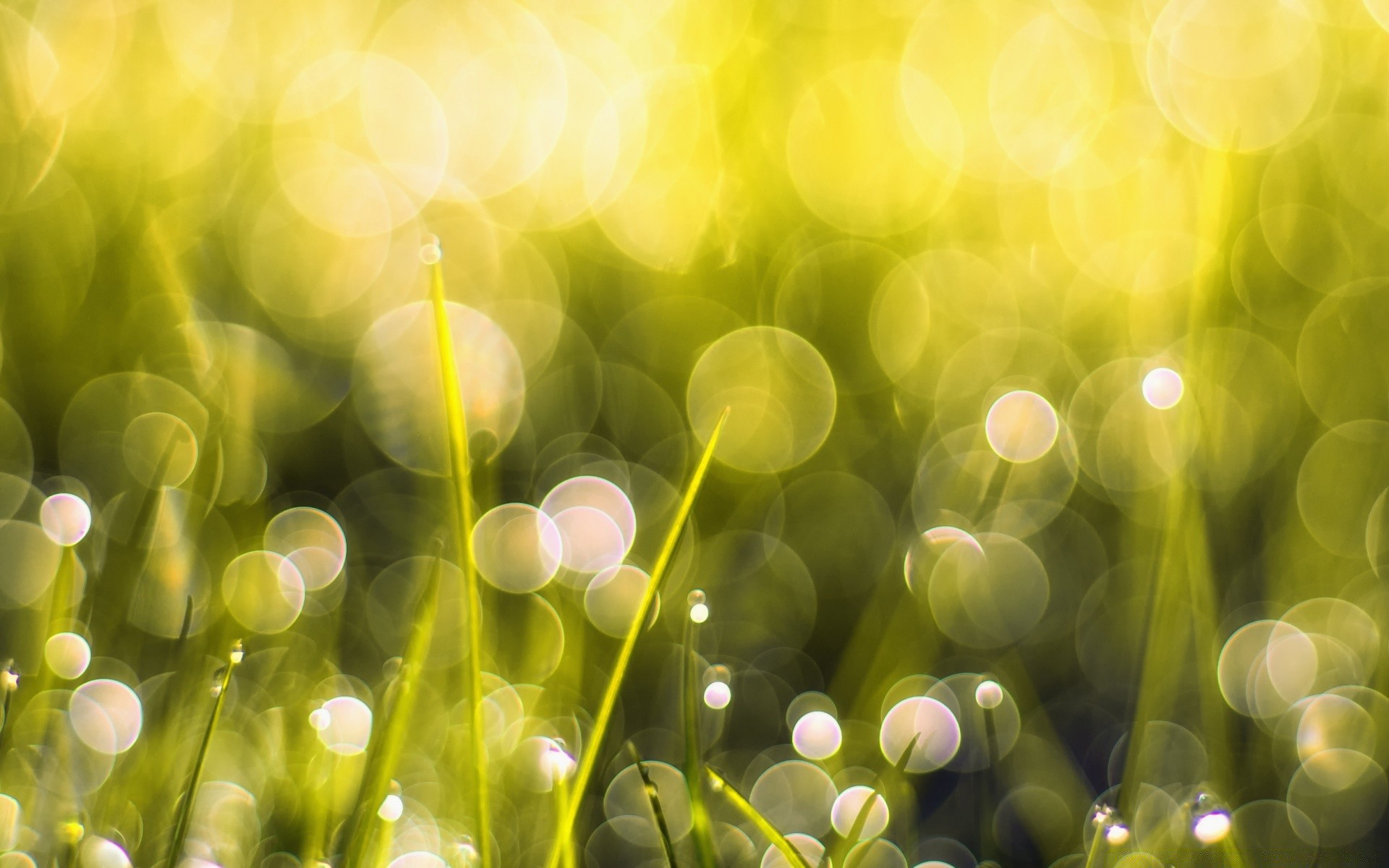 bokeh garden color desktop bright nature field flora summer vibrant hayfield leaf season blur
