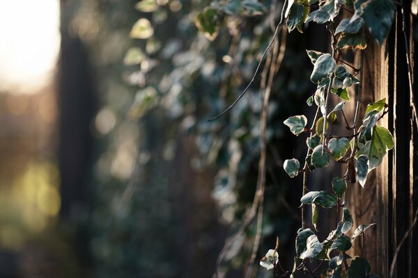 A tree in nature in the rays of the sun