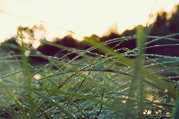 Morning dew on the grass field