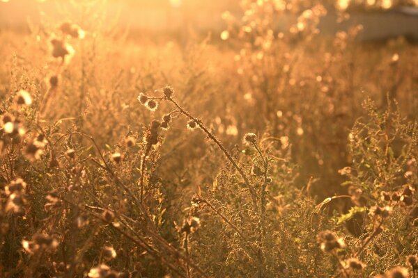 Morning light in wildflowers