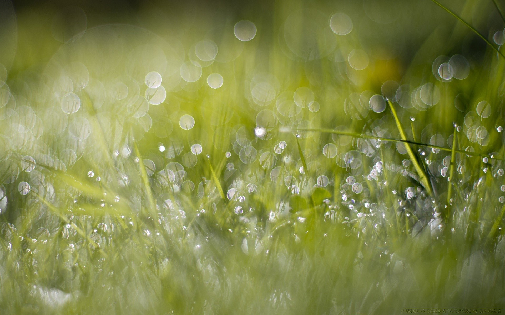 bokeh rain drop dew wet grass nature light desktop water freshness clear bright blur color shining hayfield droplet flora summer clean
