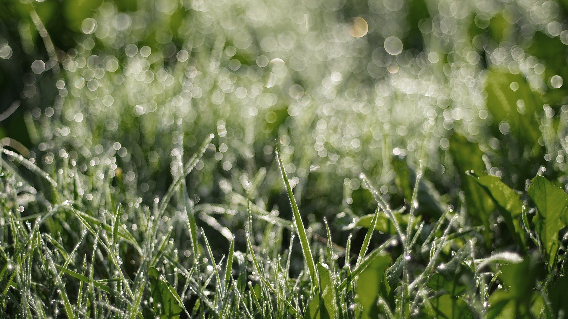 bokeh grass flora nature lawn summer hayfield dew drop garden field season growth leaf dawn fair weather environment freshness close-up rain desktop