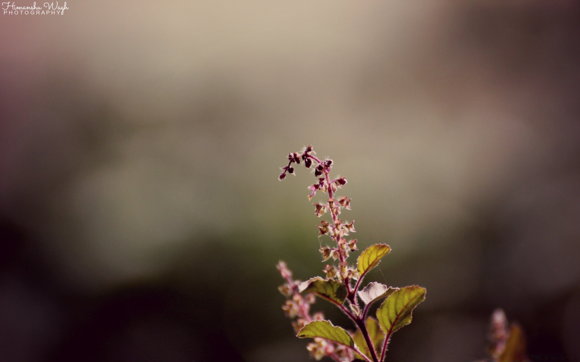 bokeh blur nature leaf flower outdoors flora summer focus