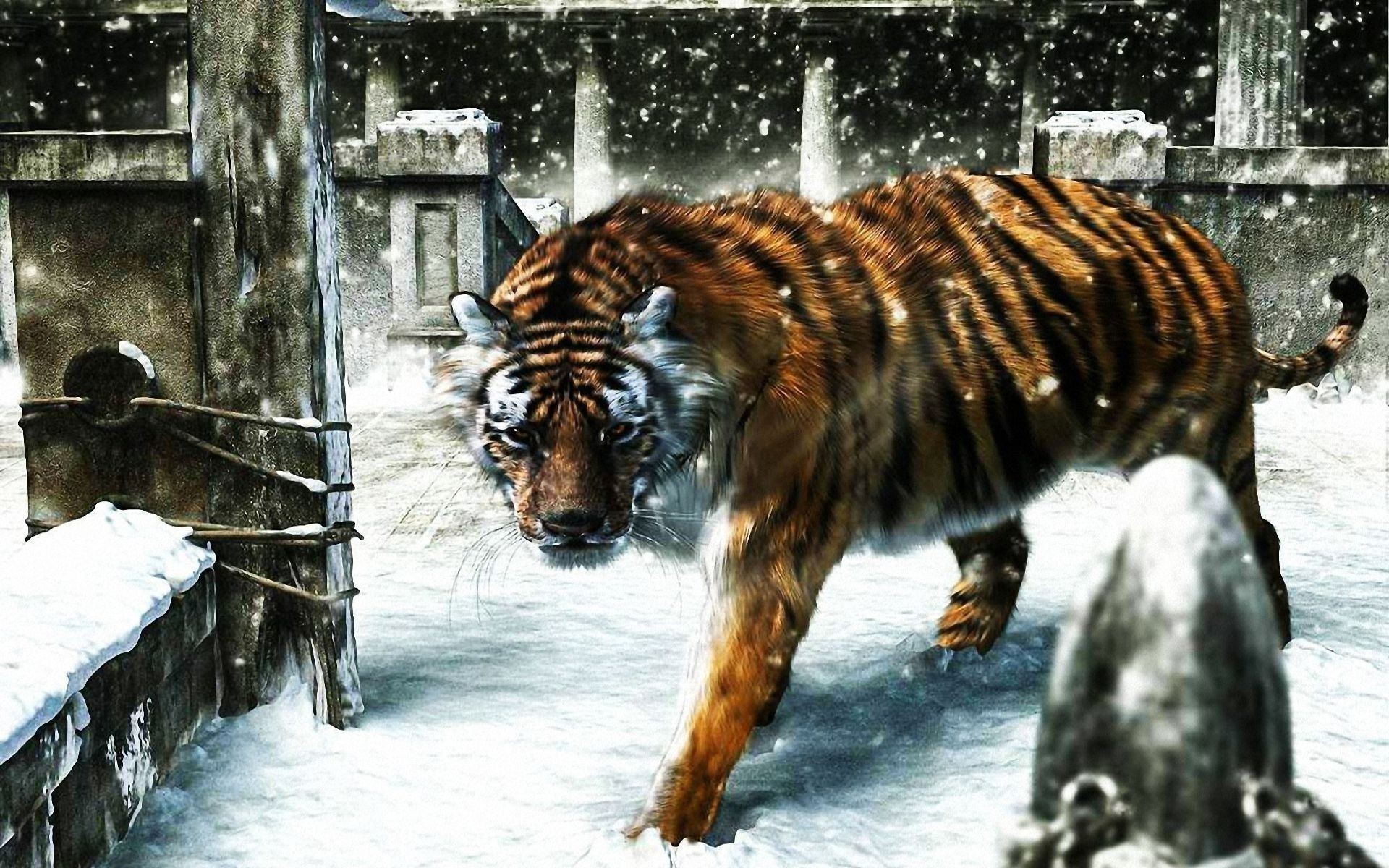 tigers mammal wildlife two winter snow animal daylight nature wild outdoors wood one zoo