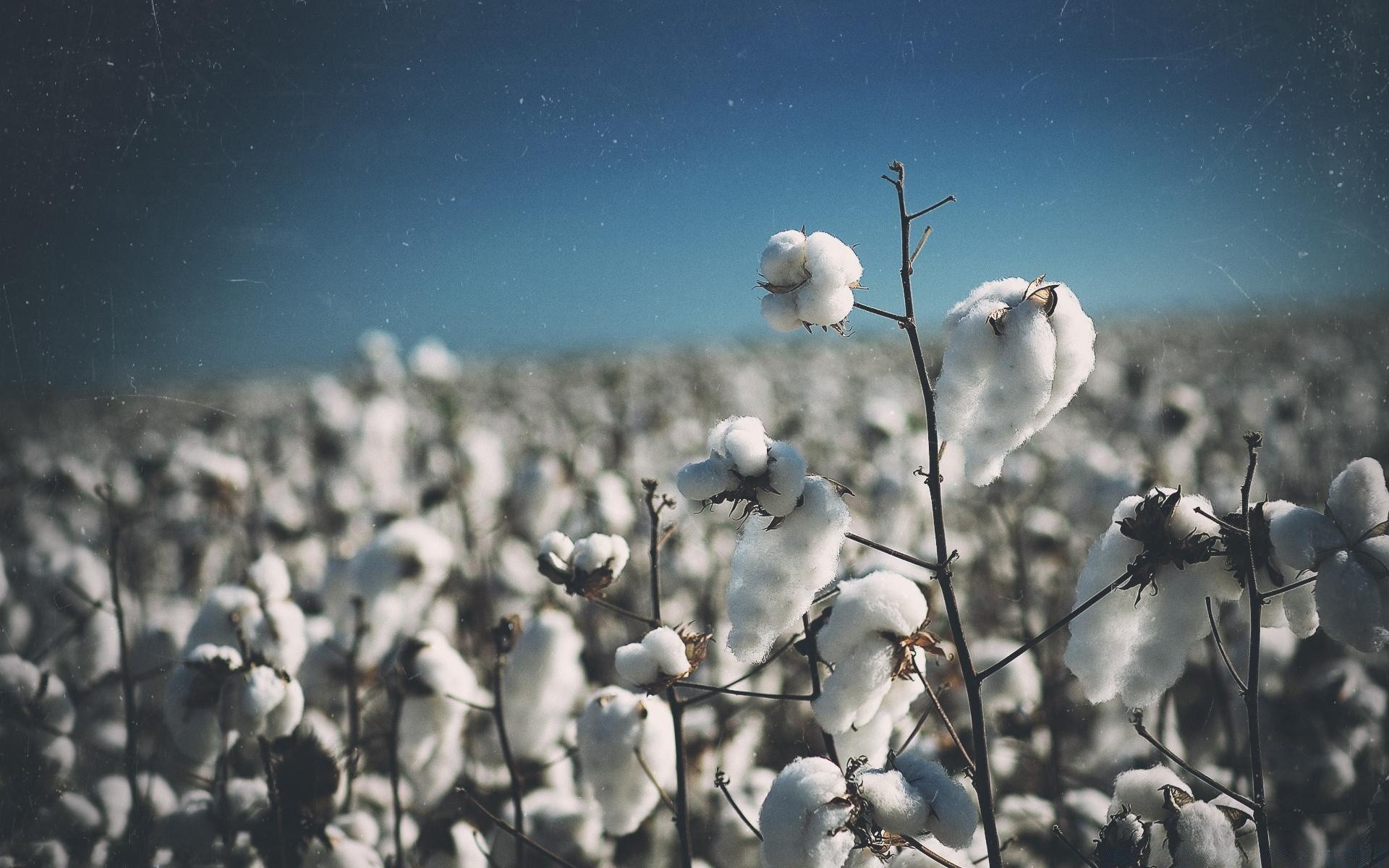 creative winter snow nature outdoors frost field sky landscape season tree cold fair weather