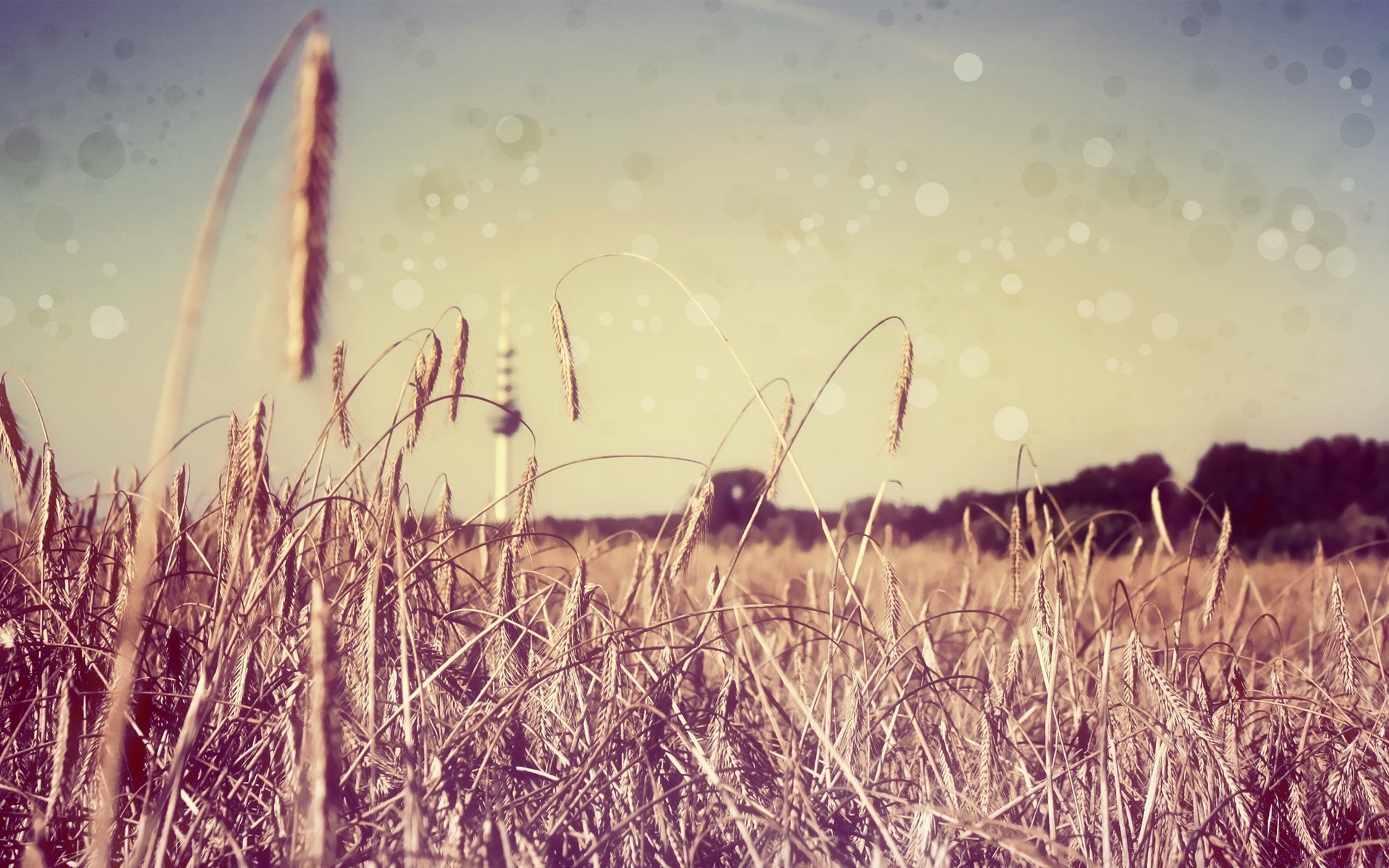 creative field grass hayfield sky cereal rural farm summer pasture wheat nature sun countryside corn landscape agriculture crop country gold straw