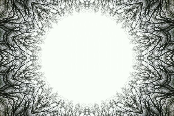 An unusual illustration of the tops of trees with a round white lumen